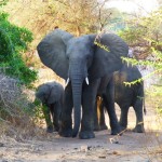 Majete wildlife 